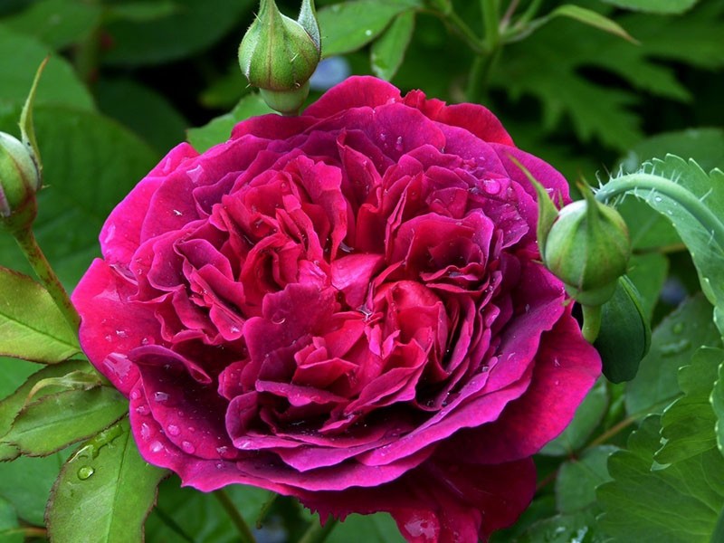 Rose William Shakespeare