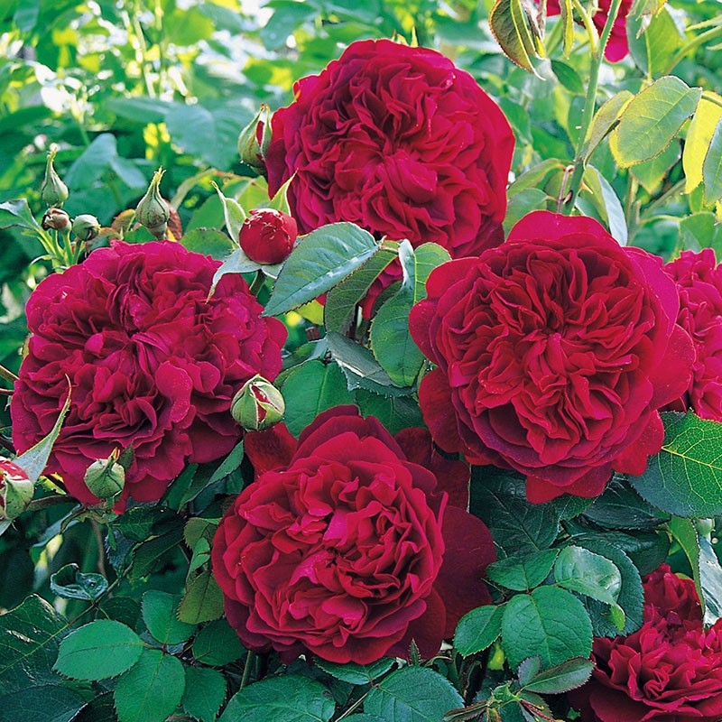 floraison rose luxuriante william shakespeare