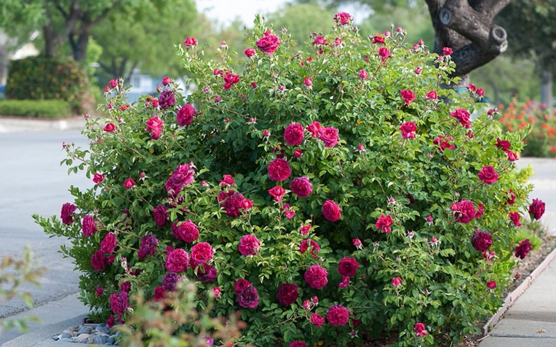 creciente rosa inglesa