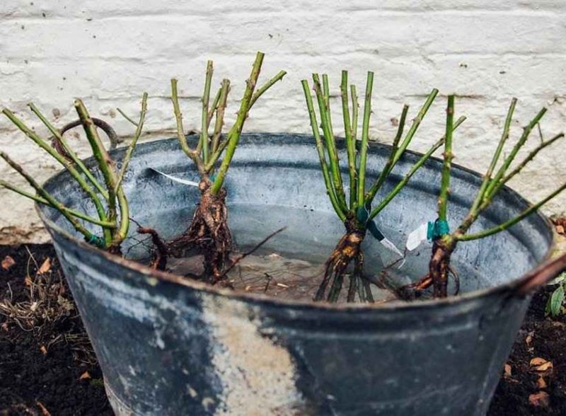 trempage préliminaire des plants de roses