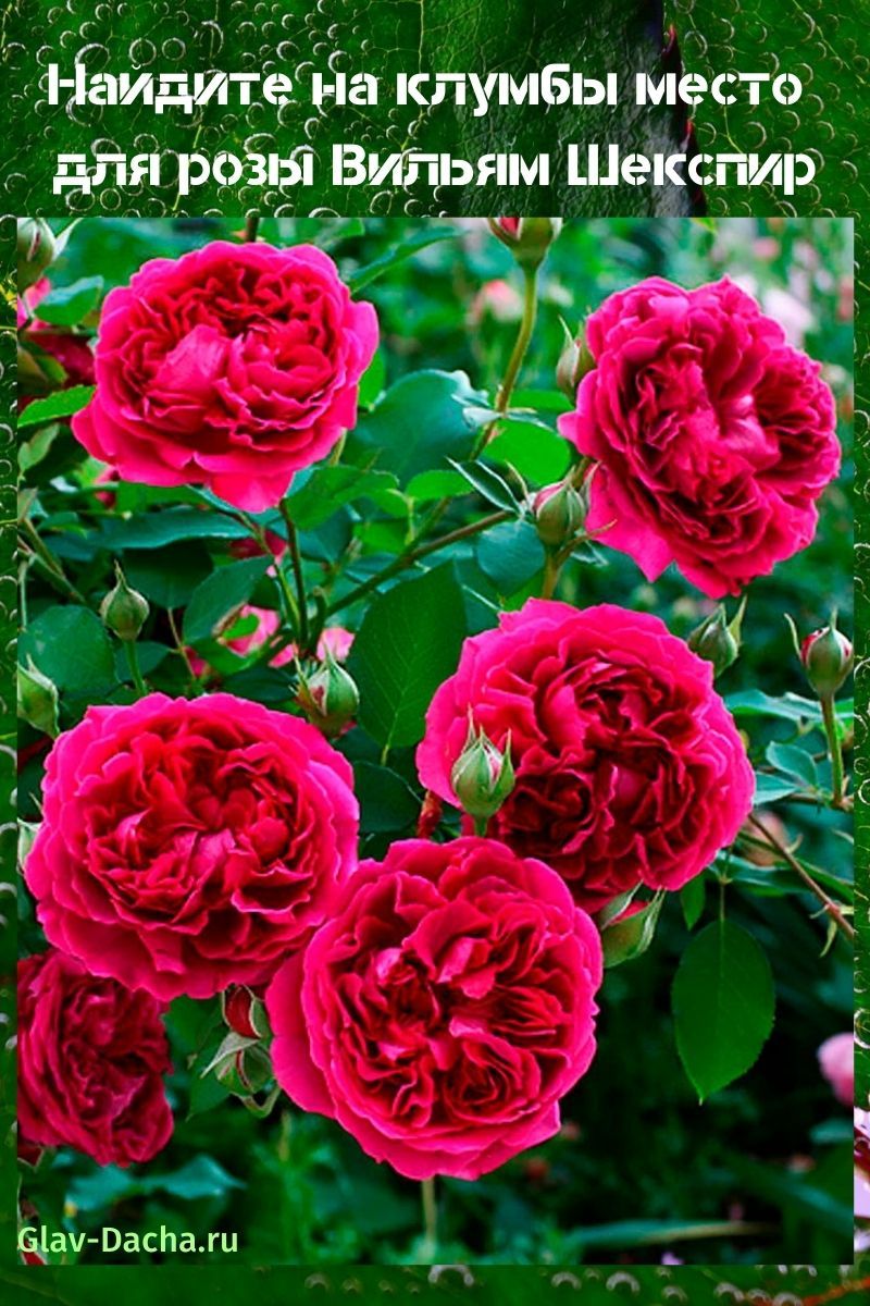 rosa william shakespeare