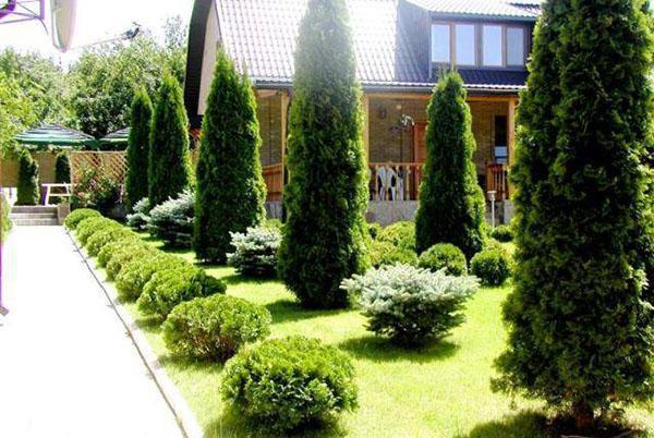 Thuja Danica junto a coníferas