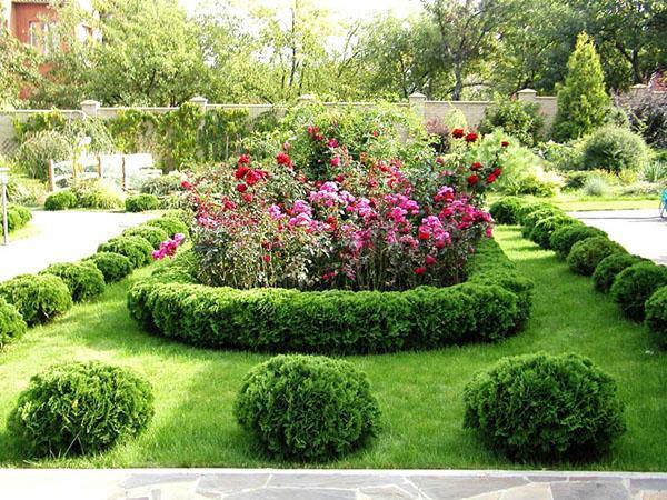 thuya Danica dans un parterre de fleurs ordinaire