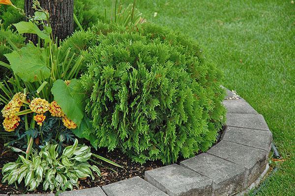 thuya Danica dans le parterre de fleurs