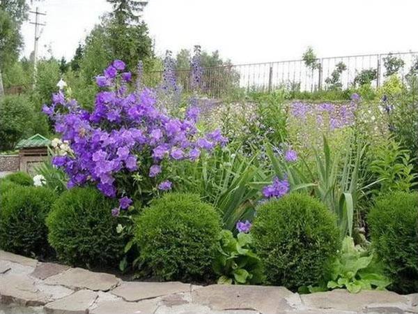 thuja danica y plantas con flores