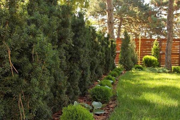 thuja Danica junto al tejo de la baya