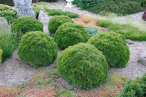 Thuja Danica en diseño de paisaje