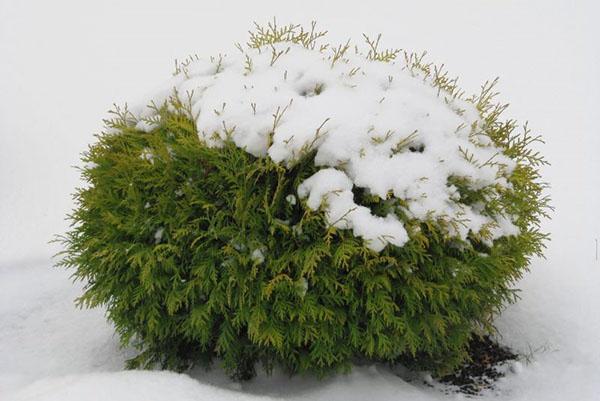 thuja danika bajo la nieve