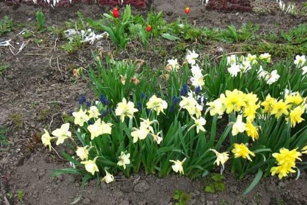 jonquilles de jardin