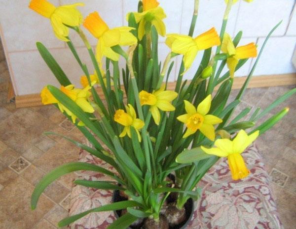 narcisos en una olla