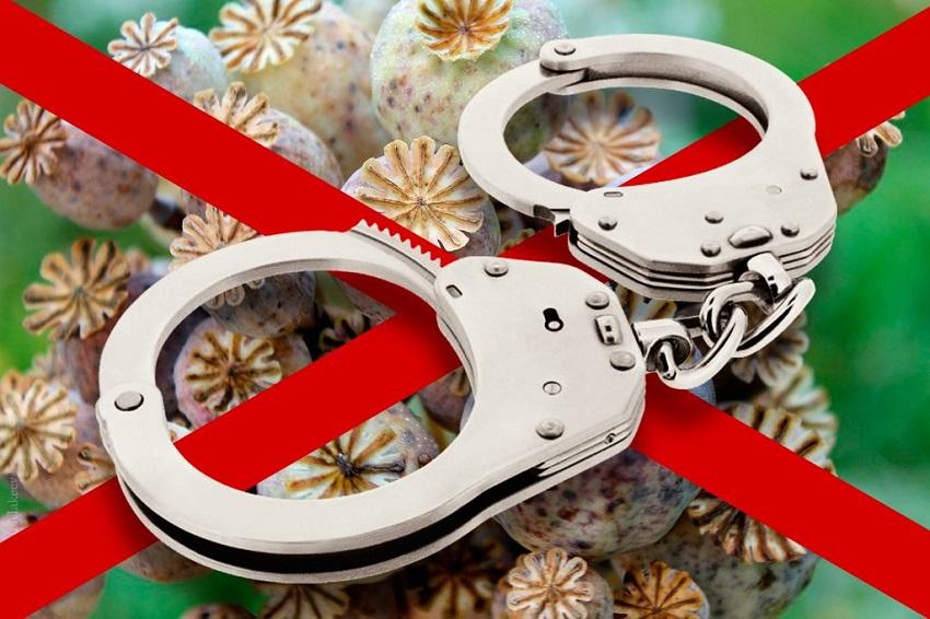 Plantas prohibidas