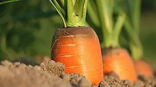 carottes dans le jardin