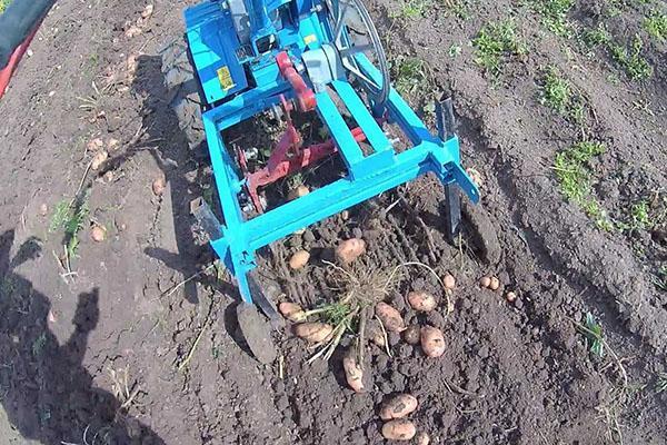 Excavadora de patatas en un tractor con operador a pie