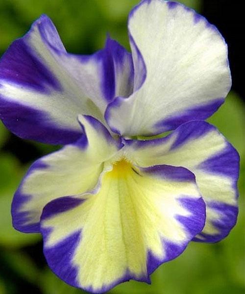 viola cornut