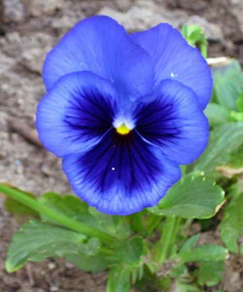 viola azul