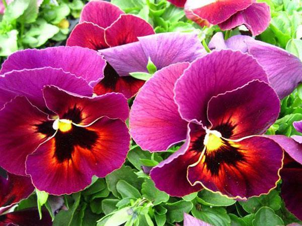 delicada flor de viola