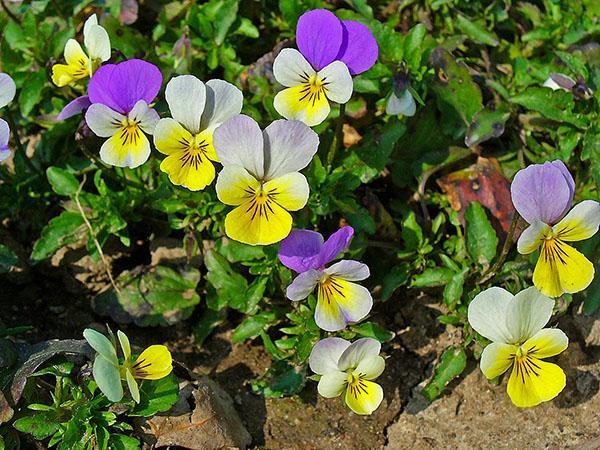 viola tricolor