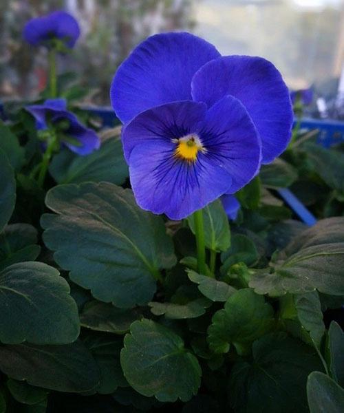 viola ultramar