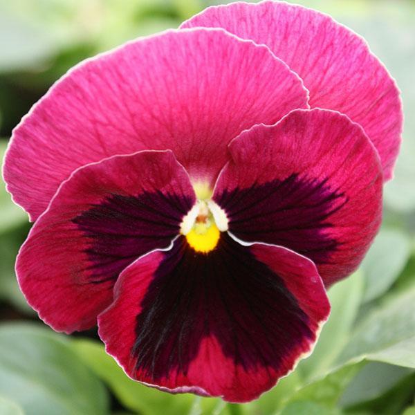 viola de flores grandes