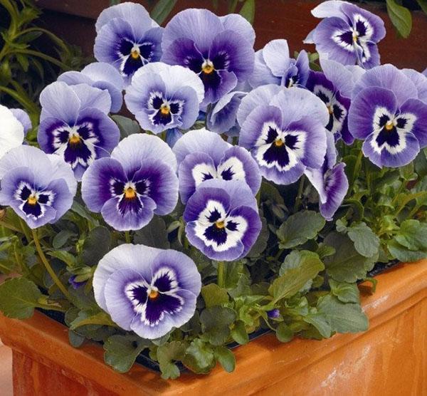 viola anual