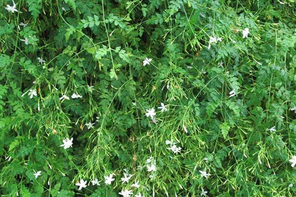 lérata au jasmin