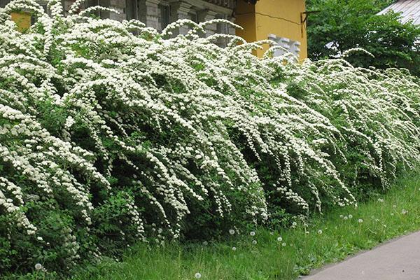 mur de spirée blanc comme neige