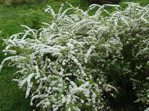 spirea argut