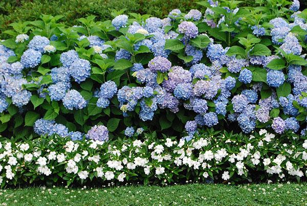 hortensias en el paisaje