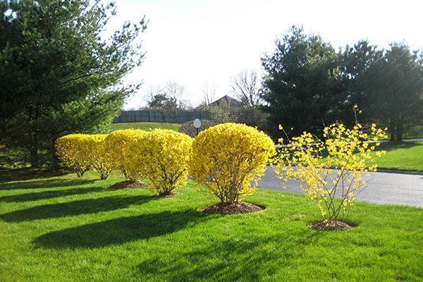 beauté incroyable de forsythia