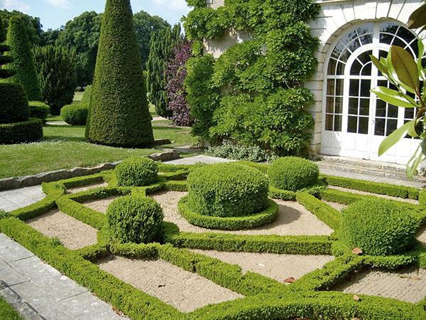 compositions d'arbustes d'ornement