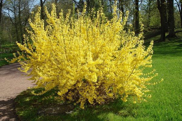 forsythia européen