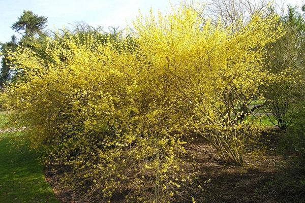 forsythia giralda