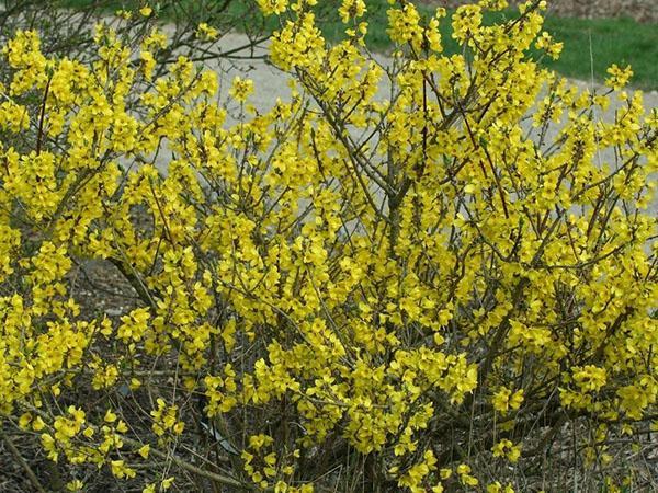 forsythia ovoïde