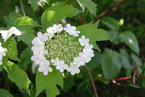 flores de viburnum rojo