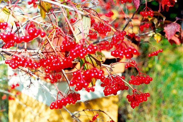 frutos maduros de viburnum rojo