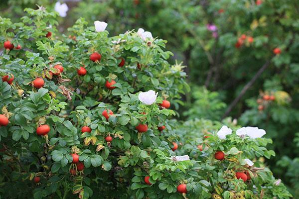 fruit d'églantier