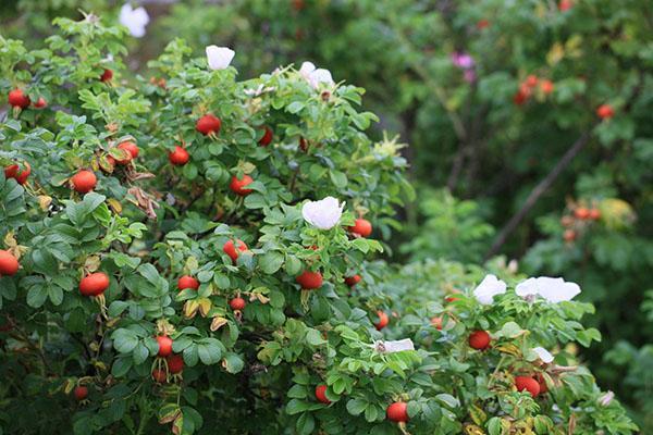 fruta de la rosa del perro