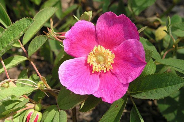 rosa mosqueta canela