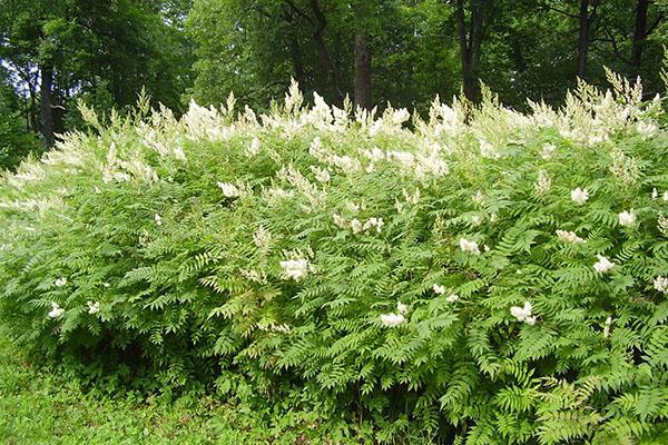 sorbier des champs au printemps