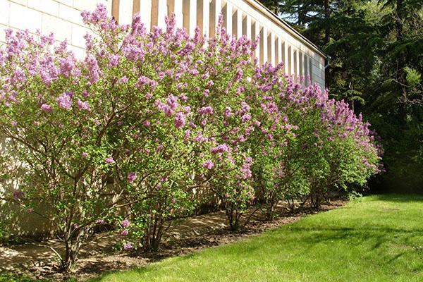 fleurs de lilas près du chalet