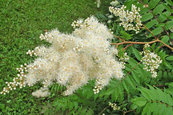 inflorescencias fragantes esponjosas