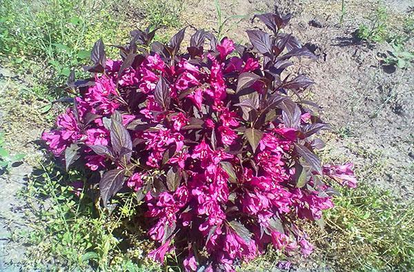 weigela intelligent