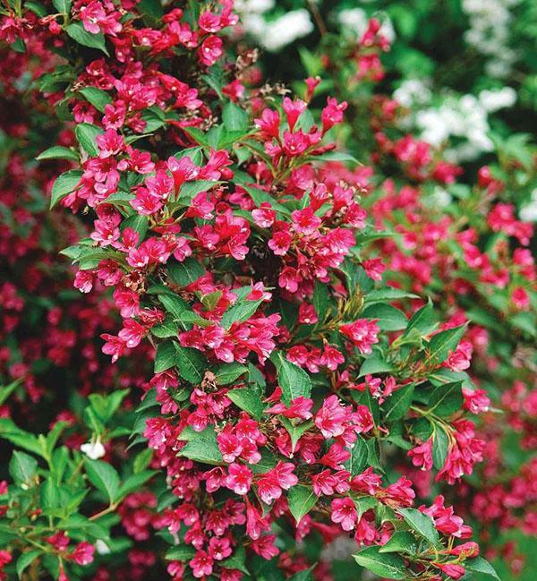 weigela eva ratke