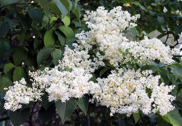 lilas de l'amour