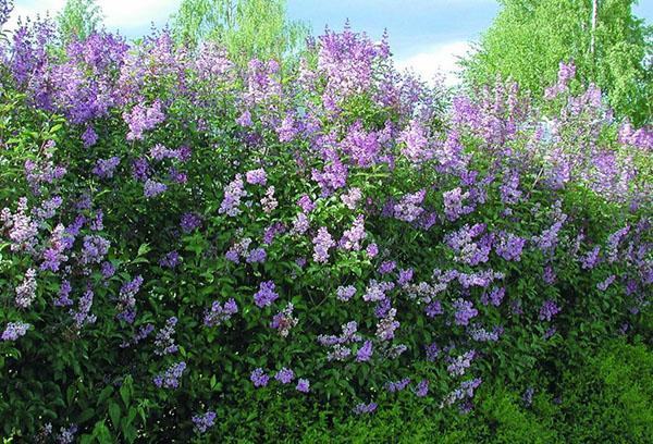 lilas hongrois