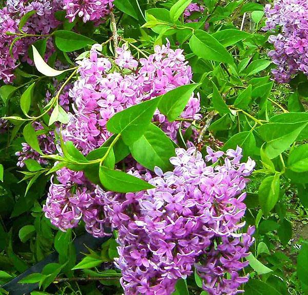 lilas chinois