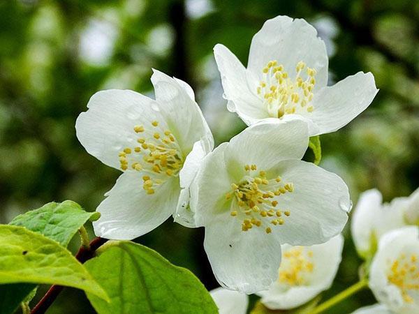 flor de jazmín fragante