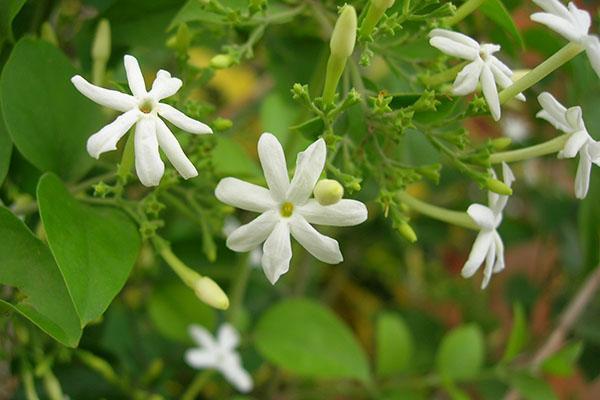 jasmin aplati