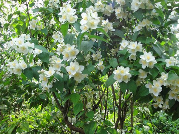 jasmin de brousse