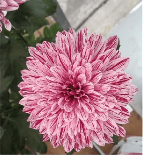 chrysanthème zemble vip